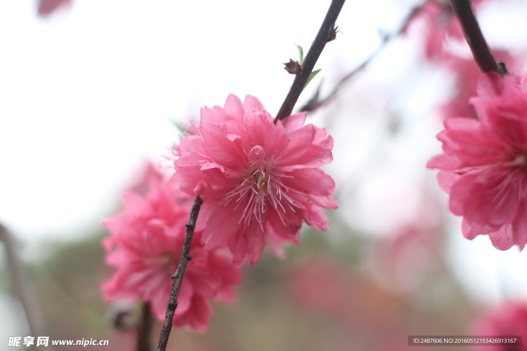 桃花