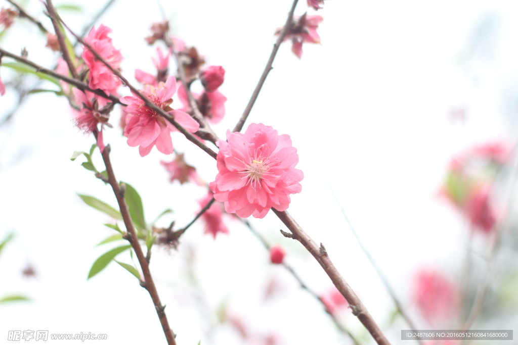 桃花