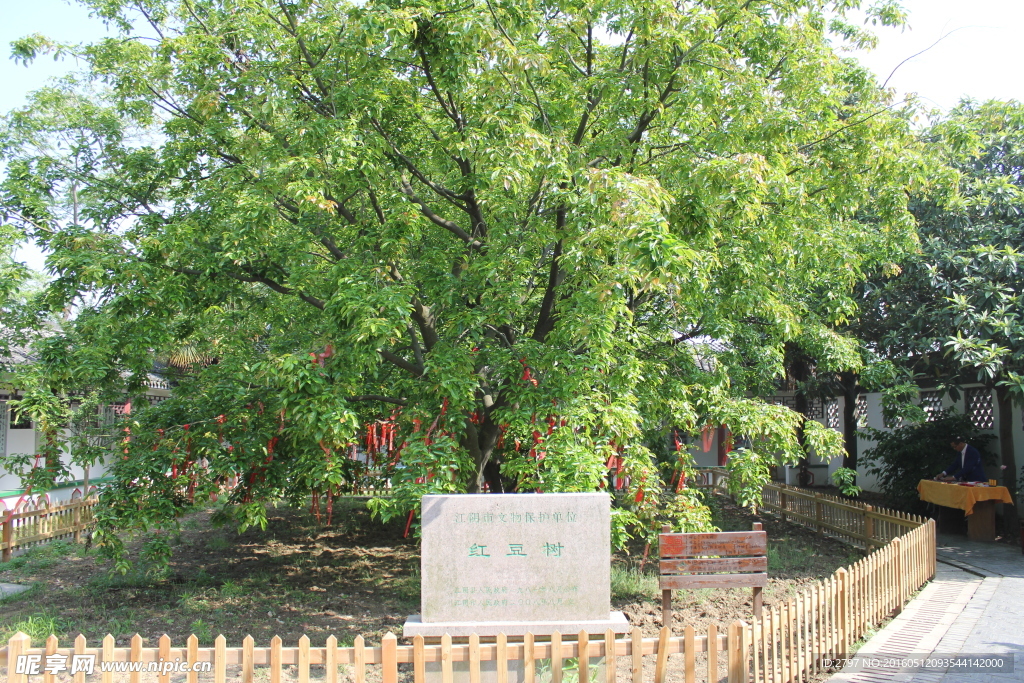 红豆树