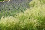 草