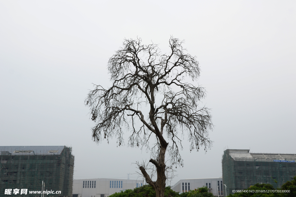 建筑与枯树