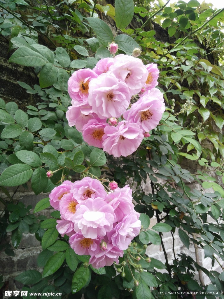 蔷薇花