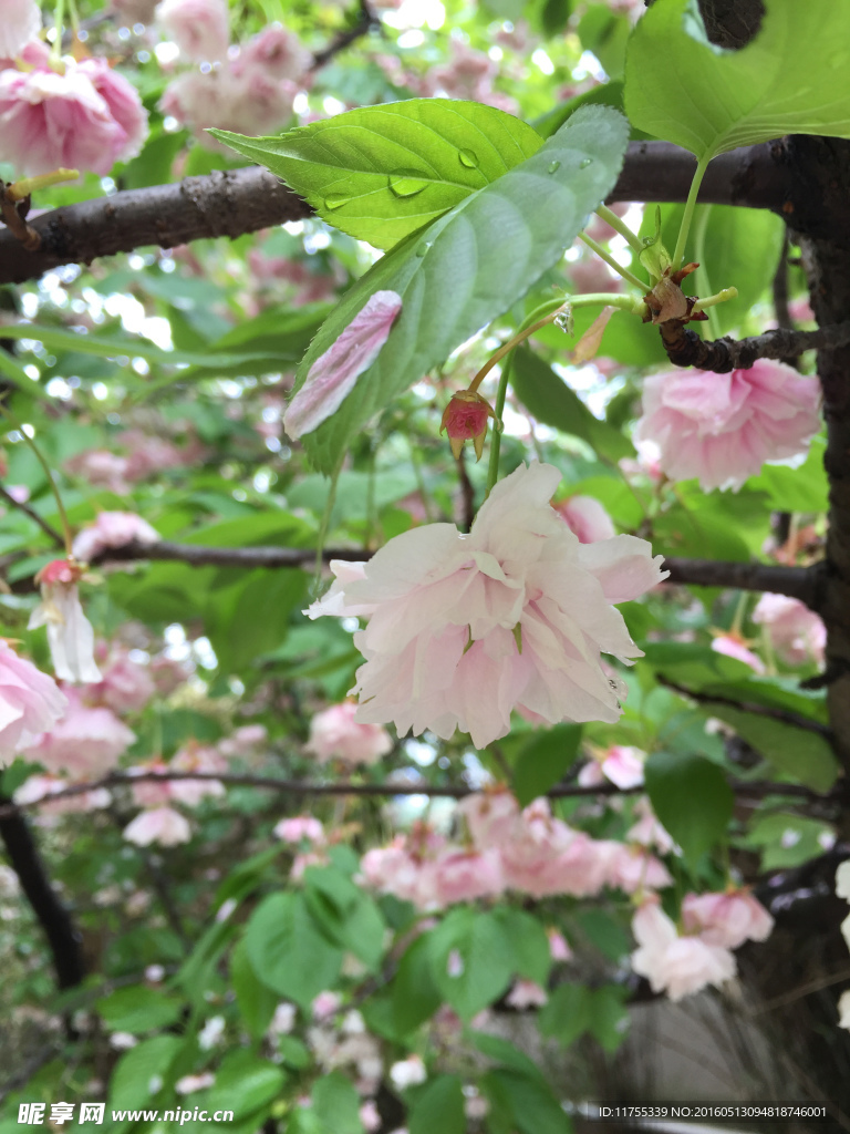 樱花树下