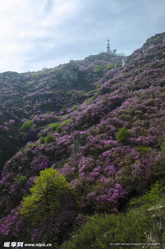 杜鹃花