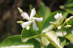 小白花