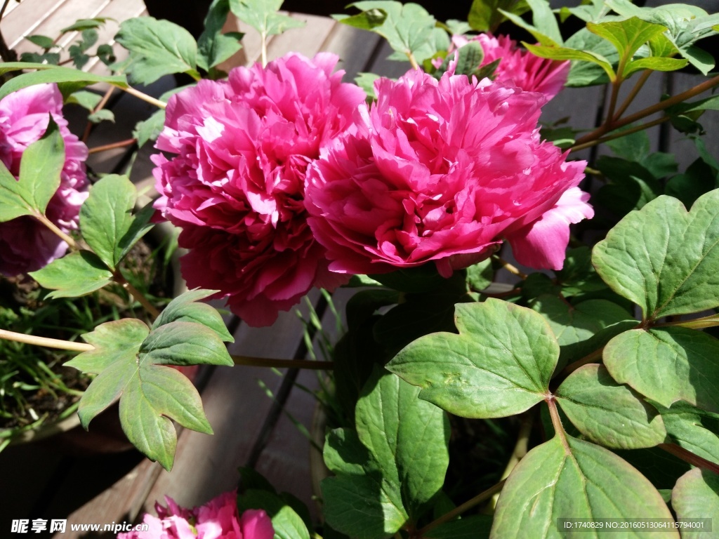 红花
