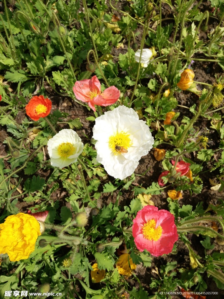 小花