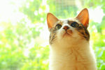 猫咪