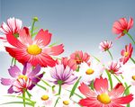 盛开的花