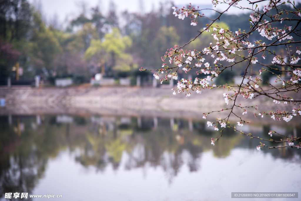 樱花  樱花谷