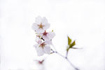 樱花 花卉