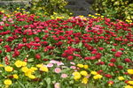 小花