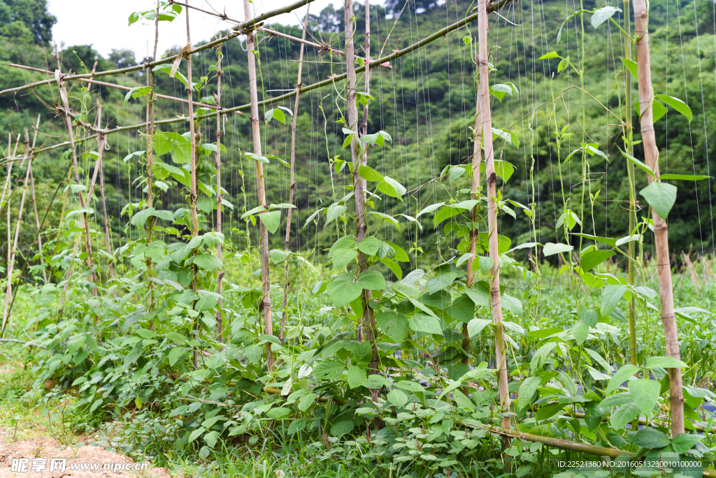 豆角种植