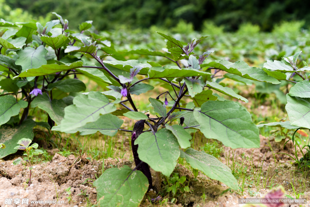 茄子种植