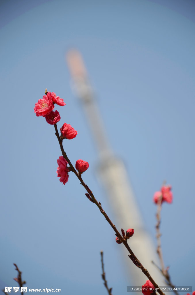 碧桃