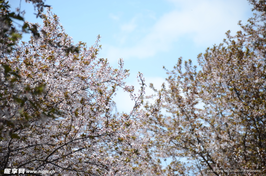 紫叶李