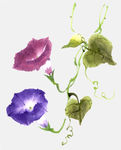 牵牛花
