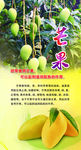 芒果