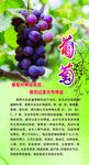 葡萄