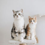 猫咪好朋友