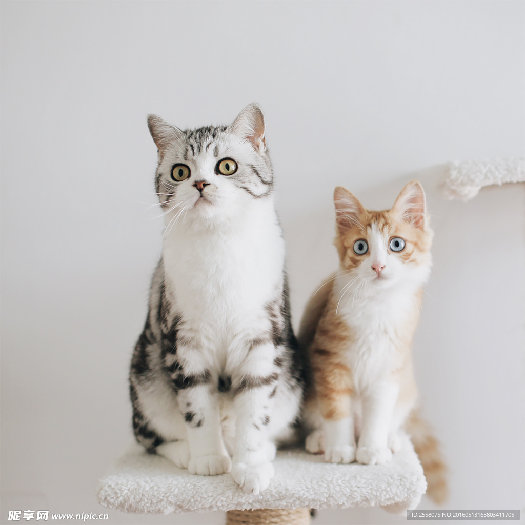 猫咪好朋友