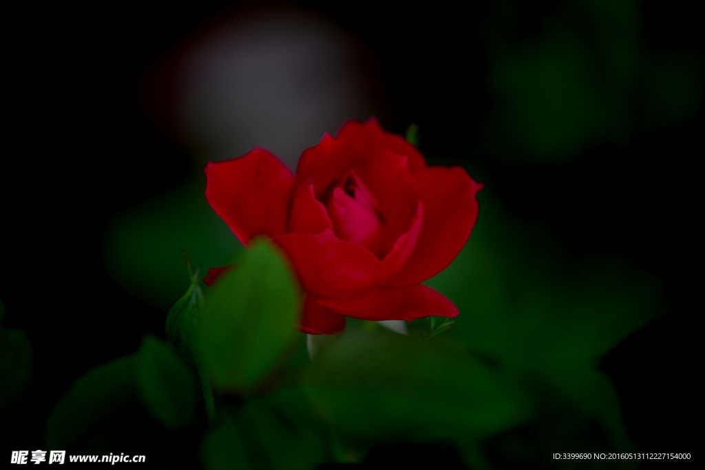 玫瑰花