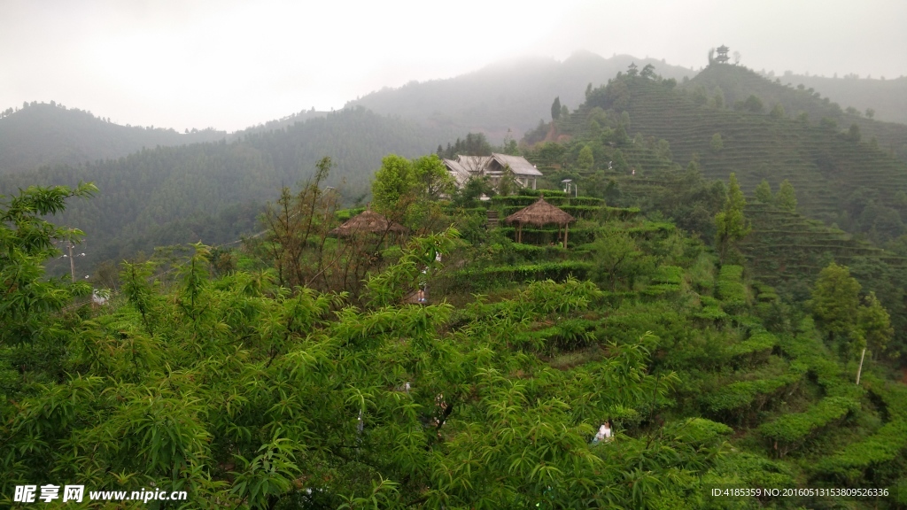 茶山风景