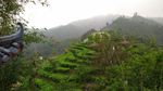 凌云茶山风景