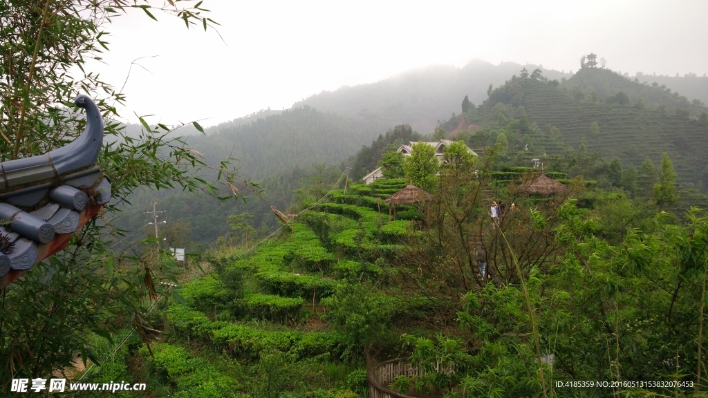 凌云茶山风景