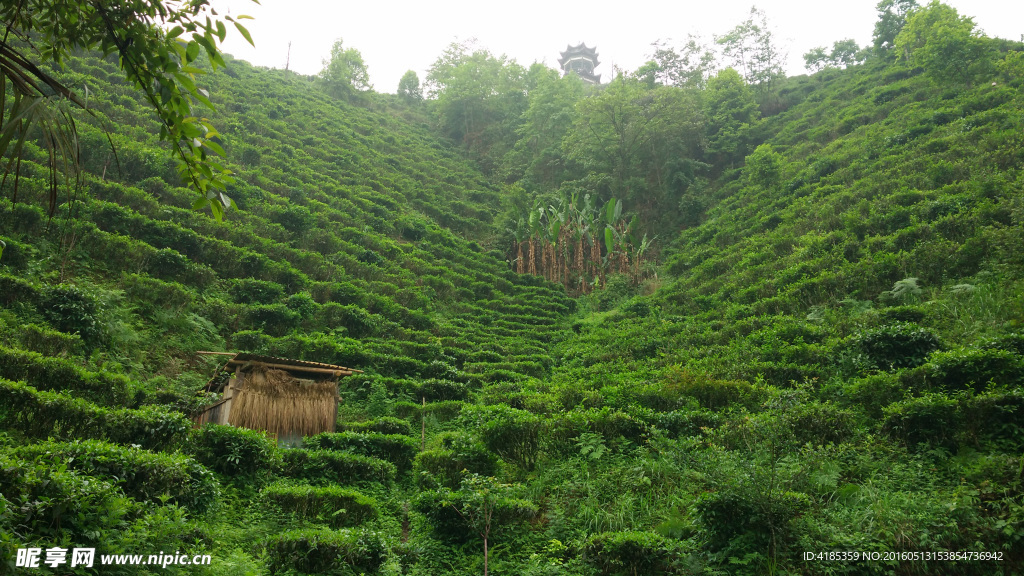 凌云茶山风景