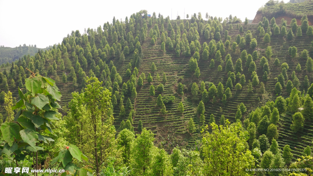 凌云茶山风景