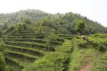 凌云茶山风景