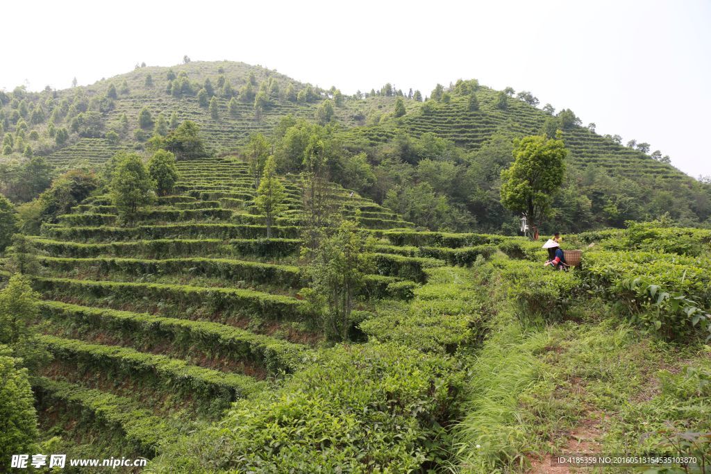 凌云茶山风景