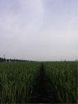 麦田