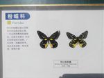艳妇斑粉蝶