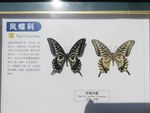 柑橘凤蝶