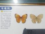 双星箭环蝶