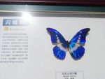 光明女神闪蝶