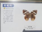 环蝶