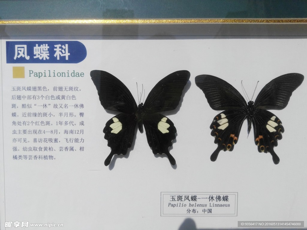 玉斑凤蝶