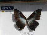 月神闪蝶