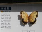 箭环蝶