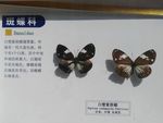 白璧紫斑蝶
