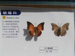 亚力螯蛱蝶