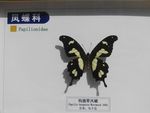钩翅翠凤蝶