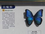 梦幻闪蝶