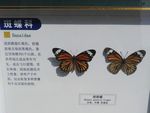 虎斑蝶