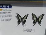 宽带青凤蝶
