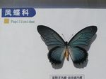 蓝精灵凤蝶