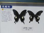 玉斑凤蝶